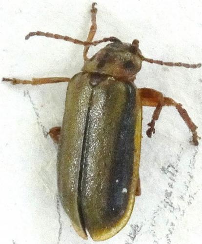 Xanthogaleruca luteola